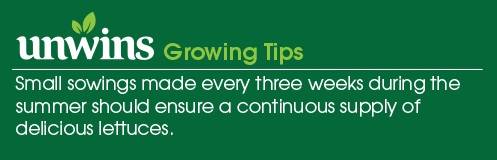 Lettuce (Crisphead) Webbs Wonderful Seeds Growing Tips